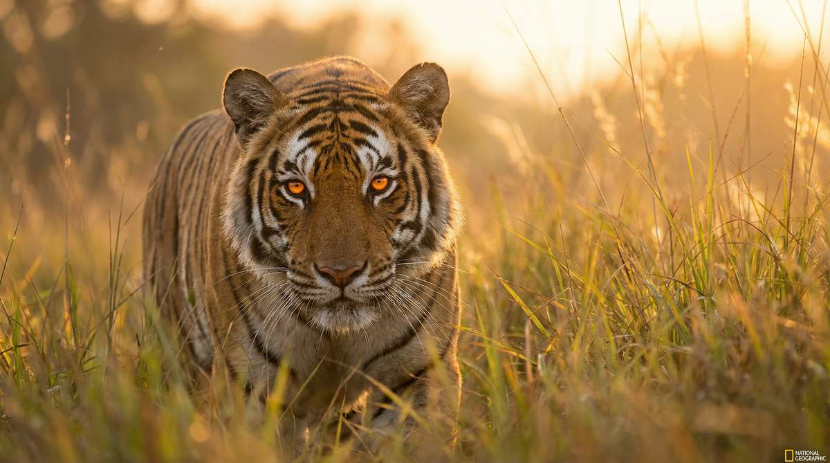 抖阴今日推荐老虎视频